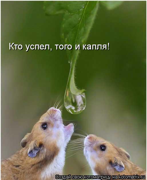 Кто успел, того и капля!... Котоматрица: Кто успел, того и капля!