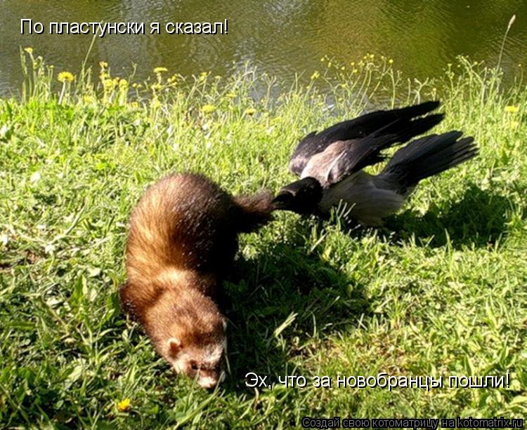 По пластунски я сказал! Эх, что за новобранцы пошли!... Котоматрица: По пластунски я сказал! Эх, что за новобранцы пошли!