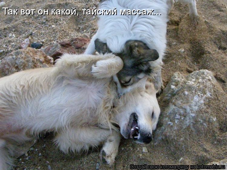Так вот он какой, тайский массаж...... Котоматрица: Так вот он какой, тайский массаж...