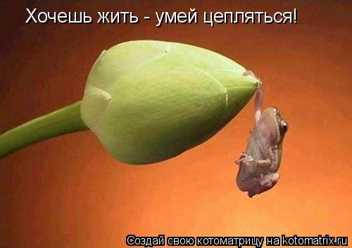 Хочешь жить - умей цепляться!... Котоматрица: Хочешь жить - умей цепляться!