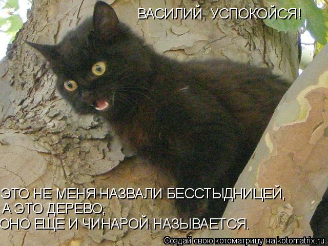 ВАСИЛИЙ, УСПОКОЙСЯ! ЭТО НЕ МЕНЯ НАЗВАЛИ БЕССТЫДНИЦЕЙ, А ЭТО ДЕРЕВО, ОНО ЕЩЕ И ЧИНАРОЙ НАЗЫВАЕТСЯ.... Котоматрица: ВАСИЛИЙ, УСПОКОЙСЯ! ЭТО НЕ МЕНЯ НАЗВАЛИ БЕССТЫДНИЦЕЙ, А ЭТО ДЕРЕВО, ОНО ЕЩЕ И ЧИНАРОЙ НАЗЫВАЕТСЯ.