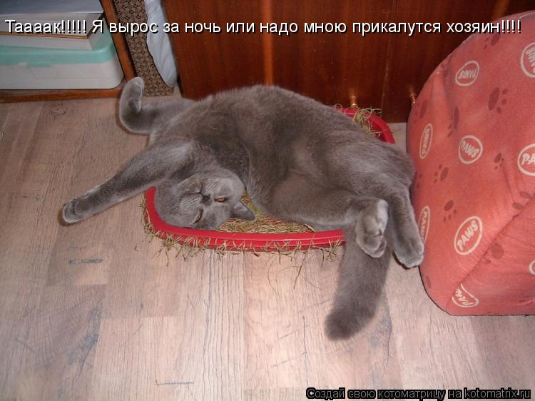 Таааак!!!!! Я вырос за ночь или надо мною прикалутся хозяин!!!!... Котоматрица: Таааак!!!!! Я вырос за ночь или надо мною прикалутся хозяин!!!!