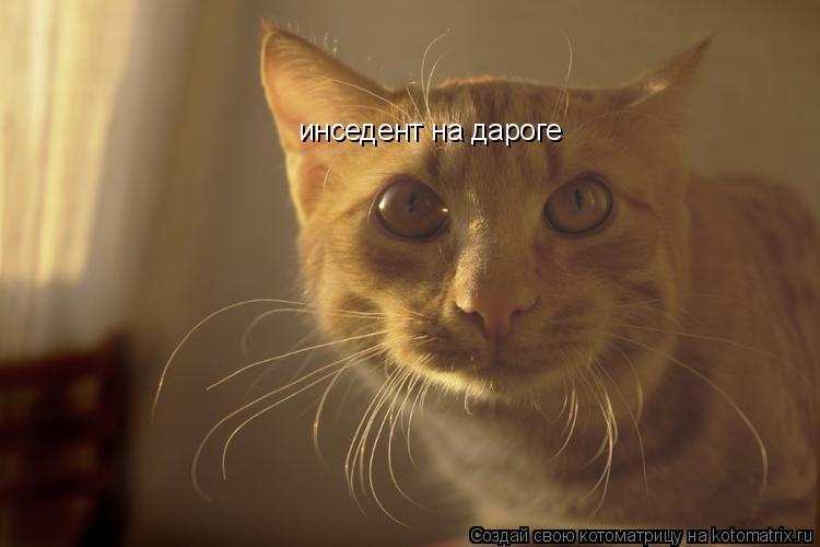 инседент на дароге... Котоматрица: инседент на дароге