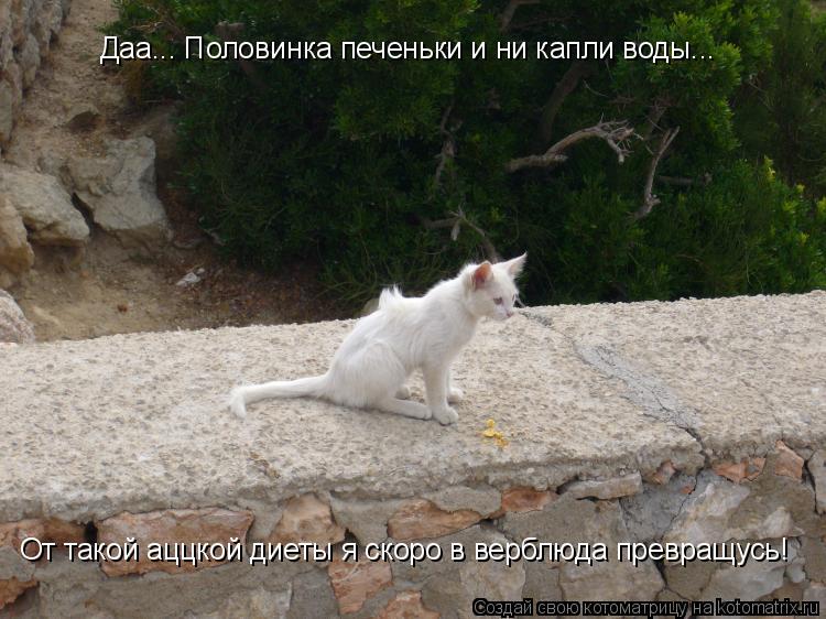 Даа... Половинка печеньки и ни капли воды... От такой аццкой диеты я скоро в верблюда превращусь!... Котоматрица: Даа... Половинка печеньки и ни капли воды... От такой аццкой диеты я скоро в верблюда превращусь!