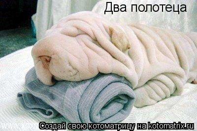 Два полотеца... Котоматрица: Два полотеца