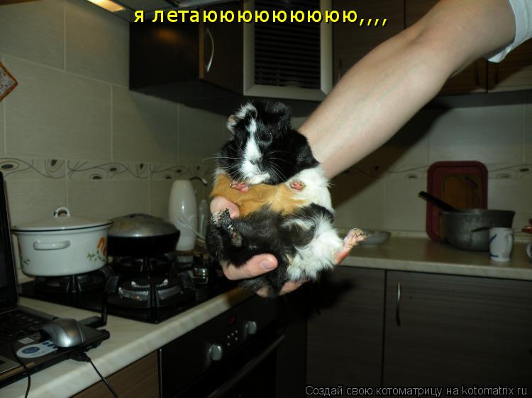 я летаююююююююю,,,,... Котоматрица: я летаююююююююю,,,,