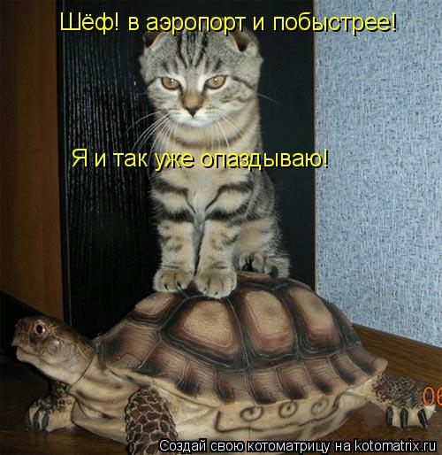 Шёф! в аэропорт и побыстрее! Шёф! в аэропорт и побыстрее! Я и так уже опаздываю!... Котоматрица: Шёф! в аэропорт и побыстрее! Шёф! в аэропорт и побыстрее! Я и так уже опаздываю!