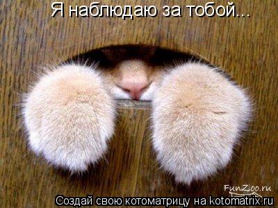 Я наблюдаю за тобой...... Котоматрица: Я наблюдаю за тобой...