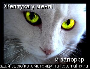 Желтуха у меня! и запоррр... Котоматрица: Желтуха у меня! и запоррр