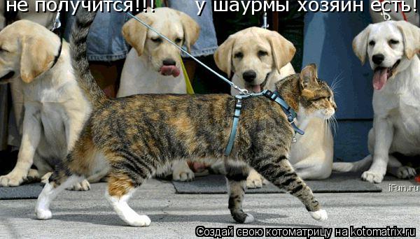 не получится!!! у шаурмы хозяин есть!!... Котоматрица: не получится!!! у шаурмы хозяин есть!!