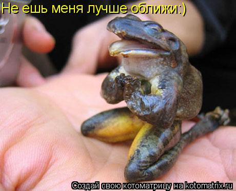 Не ешь меня лучше оближи:)... Котоматрица: Не ешь меня лучше оближи:)