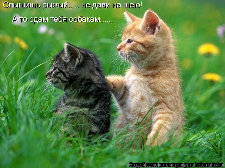 Слышишь рыжый..... не дави на шею! А то сдам тебя собакам.......... Котоматрица: Слышишь рыжый..... не дави на шею! А то сдам тебя собакам.......