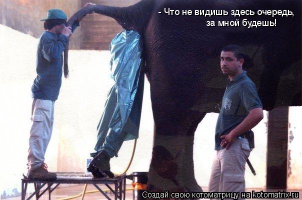 - Что не видишь здесь очередь, за мной будешь!... Котоматрица: - Что не видишь здесь очередь, за мной будешь!