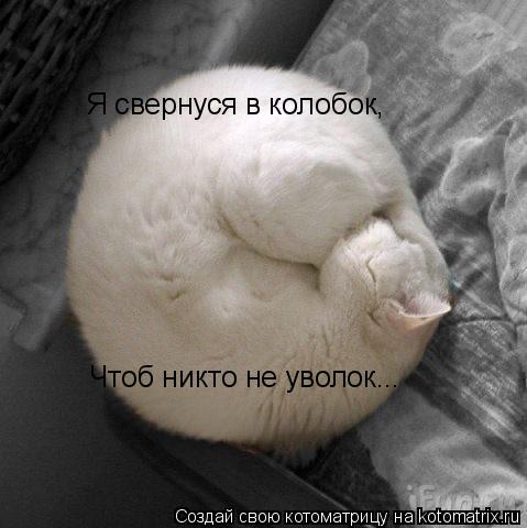 Я свернуся в колобок, Чтоб никто не уволок...... Котоматрица: Я свернуся в колобок, Чтоб никто не уволок...