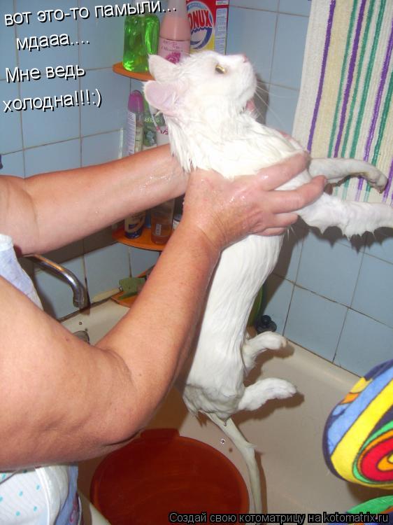 мдааа.... вот это-то памыли... Мне ведь холодна!!!:)... Котоматрица: мдааа.... вот это-то памыли... Мне ведь холодна!!!:)