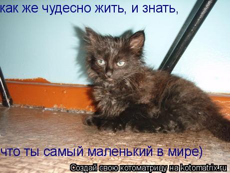 как же чудесно жить, и знать, что ты самый маленький в мире)... Котоматрица: как же чудесно жить, и знать, что ты самый маленький в мире)