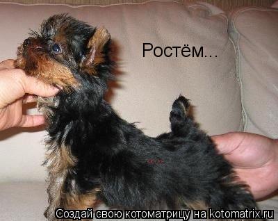 Ростём...... Котоматрица: Ростём...