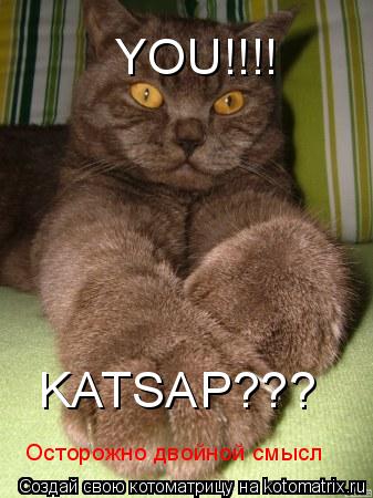 YOU!!!! KATSAP??? Осторожно двойной смысл... Котоматрица: YOU!!!! KATSAP??? Осторожно двойной смысл