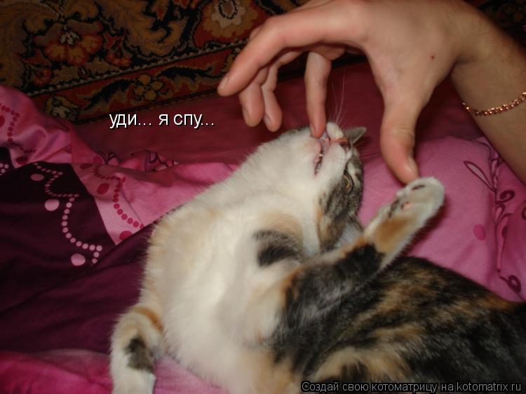 уди... я спу...... Котоматрица: уди... я спу...