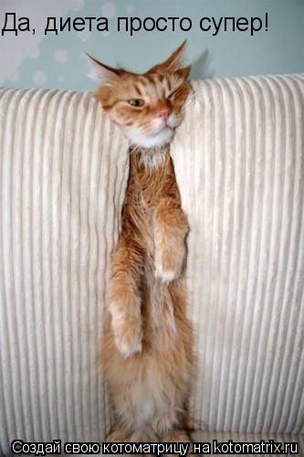 Да, диета просто супер!... Котоматрица: Да, диета просто супер!