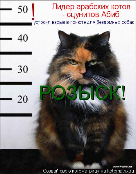 Лидер арабских котов - сцунитов Абиб устроил взрыв в приюте для бездомных собак ! РОЗЫСК!... Котоматрица: Лидер арабских котов - сцунитов Абиб устроил взрыв в приюте для бездомных собак ! РОЗЫСК!