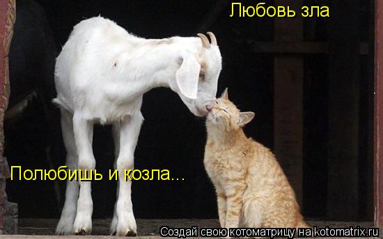 Любовь зла Полюбишь и козла...... Котоматрица: Любовь зла Полюбишь и козла...