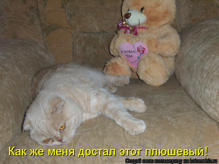 Как же меня достал этот плюшевый!... Котоматрица: Как же меня достал этот плюшевый!