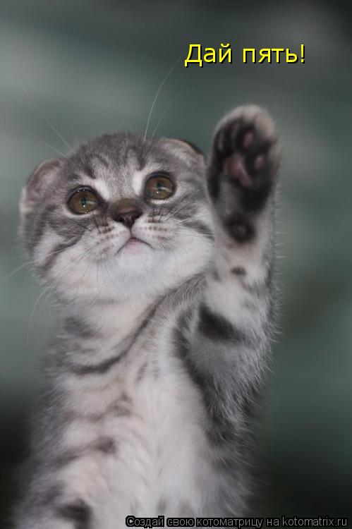 Дай пять!... Котоматрица: Дай пять!