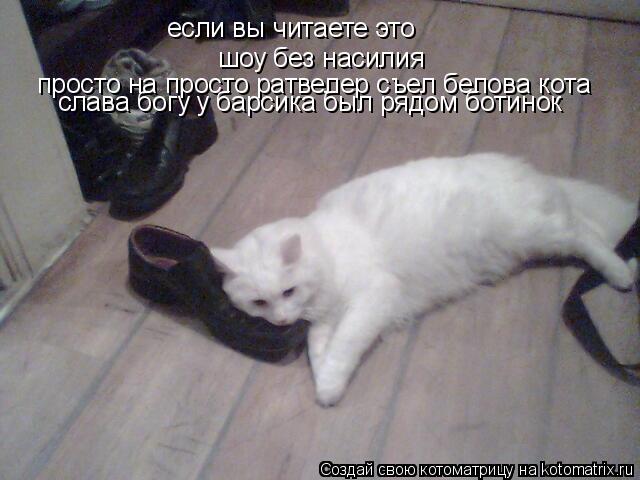 если вы читаете это шоу без насилия просто на просто ратвелер съел белова кота слава богу у барсика ... Котоматрица: если вы читаете это шоу без насилия просто на просто ратвелер съел белова кота слава богу у барсика был рядом ботинок