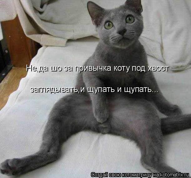 Не,да шо за привычка коту под хвост заглядывать,и щупать и щупать...... Котоматрица: Не,да шо за привычка коту под хвост заглядывать,и щупать и щупать...