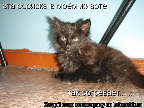 эта сосиска в моём животе так согревает.......... Котоматрица: эта сосиска в моём животе так согревает.......
