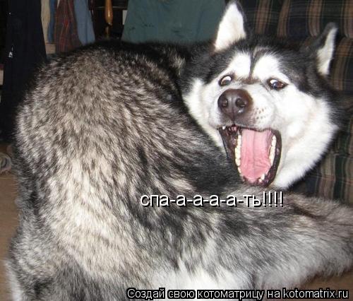 спа-а-а-а-а-ть!!!!... Котоматрица: спа-а-а-а-а-ть!!!!
