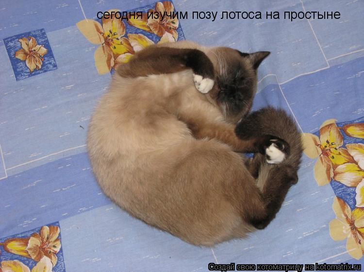 сегодня изучим позу лотоса на простыне... Котоматрица: сегодня изучим позу лотоса на простыне