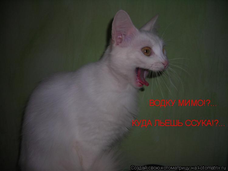 ВОДКУ МИМО!?... КУДА ЛЬЕШЬ ССУКА!?...... Котоматрица: ВОДКУ МИМО!?... КУДА ЛЬЕШЬ ССУКА!?...