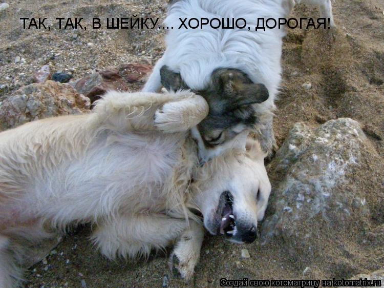 ТАК, ТАК, В ШЕЙКУ.... ХОРОШО, ДОРОГАЯ!... Котоматрица: ТАК, ТАК, В ШЕЙКУ.... ХОРОШО, ДОРОГАЯ!