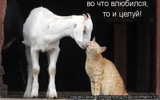 во что влюбился, то и целуй!... Котоматрица: во что влюбился, то и целуй!