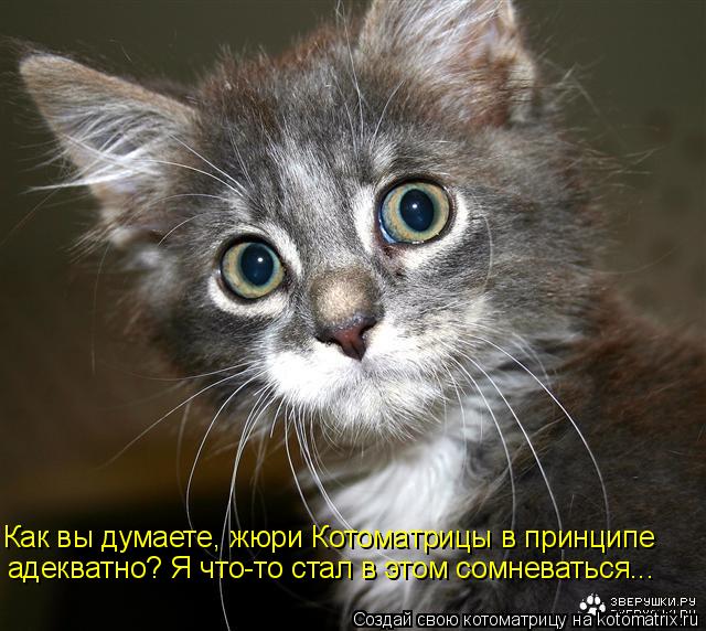 Как вы думаете, жюри Котоматрицы в принципе адекватно? Я что-то стал в этом сомневаться...... Котоматрица: Как вы думаете, жюри Котоматрицы в принципе адекватно? Я что-то стал в этом сомневаться...
