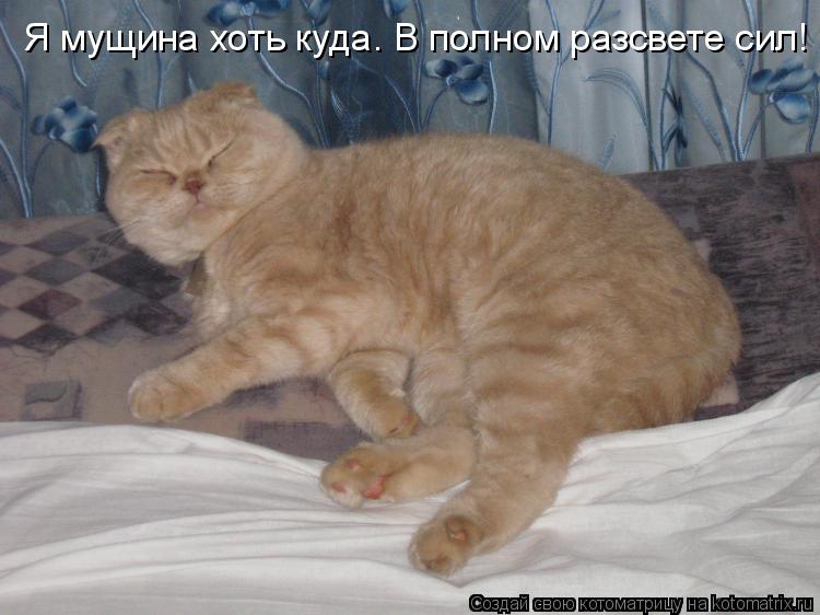 Я мущина хоть куда. В полном разсвете сил!... Котоматрица: Я мущина хоть куда. В полном разсвете сил!