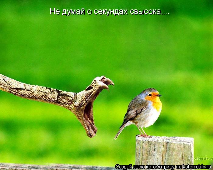 Не думай о секундах свысока....... Котоматрица: Не думай о секундах свысока....