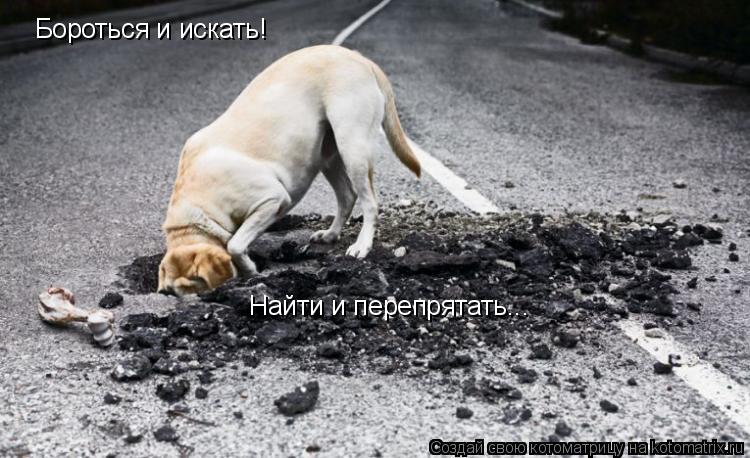 Бороться и искать! Найти и перепрятать...... Котоматрица: Бороться и искать! Найти и перепрятать...