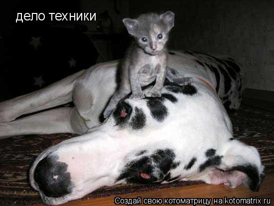 дело техники... Котоматрица: дело техники