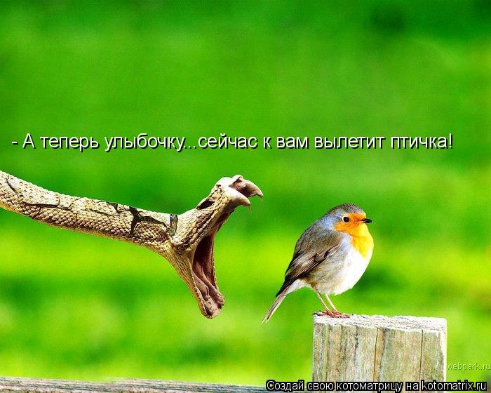 - А теперь улыбочку...сейчас к вам вылетит птичка!... Котоматрица: - А теперь улыбочку...сейчас к вам вылетит птичка!