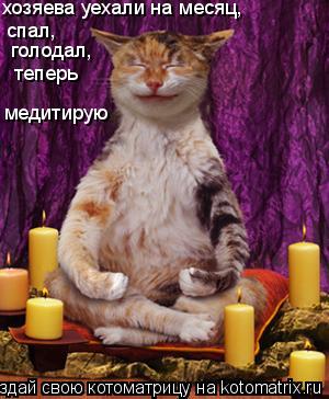 хозяева уехали на месяц, спал, голодал, теперь медитирую... Котоматрица: хозяева уехали на месяц, спал, голодал, теперь медитирую
