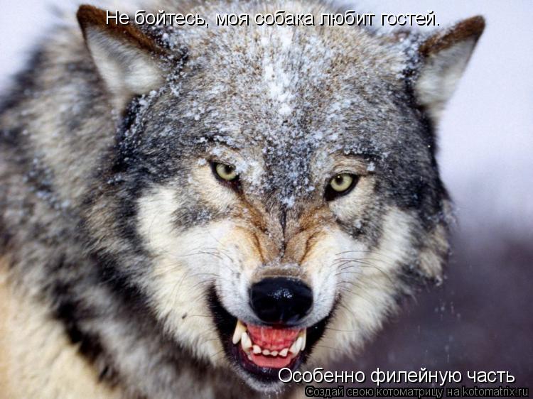 Не бойтесь, моя собака любит гостей. Особенно филейную часть... Котоматрица: Не бойтесь, моя собака любит гостей. Особенно филейную часть