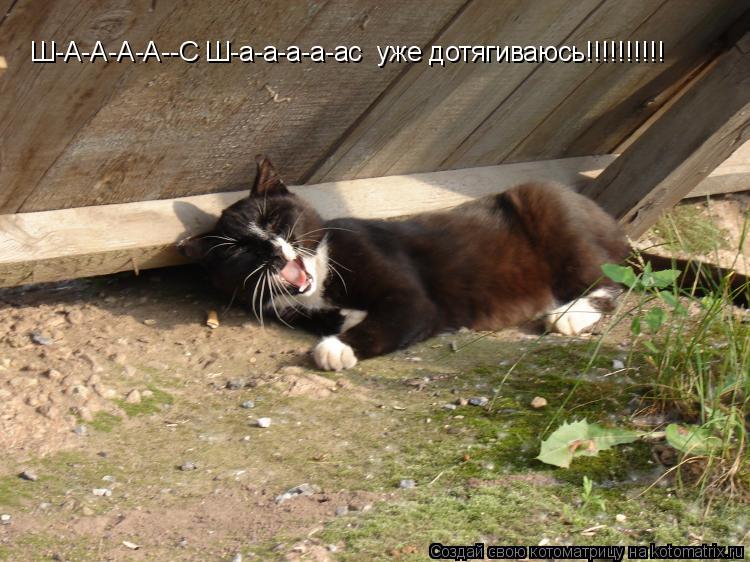 Ш-А-А-А-А--С Ш-а-а-а-а-ас уже дотягиваюсь!!!!!!!!!!... Котоматрица: Ш-А-А-А-А--С Ш-а-а-а-а-ас уже дотягиваюсь!!!!!!!!!!