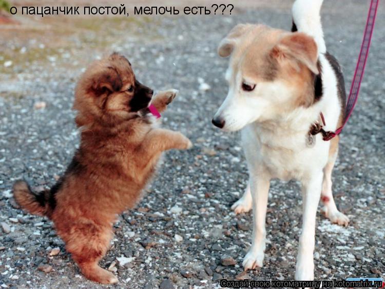 о пацанчик постой, мелочь есть???... Котоматрица: о пацанчик постой, мелочь есть???