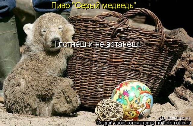 Пиво "Серый медведь" Глотнёш и не встанеш!... Котоматрица: Пиво "Серый медведь" Глотнёш и не встанеш!