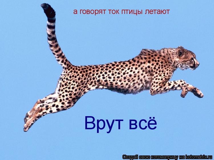 а говорят ток птицы летают Врут всё... Котоматрица: а говорят ток птицы летают Врут всё
