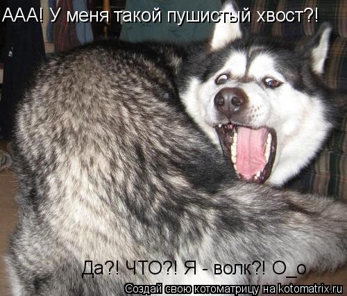 AAA! У меня такой пушистый хвост?! Да?! ЧТО?! Я - волк?! О_о... Котоматрица: AAA! У меня такой пушистый хвост?! Да?! ЧТО?! Я - волк?! О_о