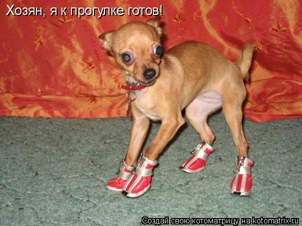 Хозян, я к прогулке готов!... Котоматрица: Хозян, я к прогулке готов!